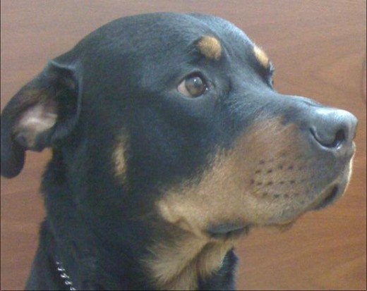 Rottweiller hipermanso jugeton y compañero , busco a su compañera para formar familia. 